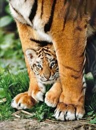 Casse-tête 500 - Petit tigre de bengale | Casse-têtes